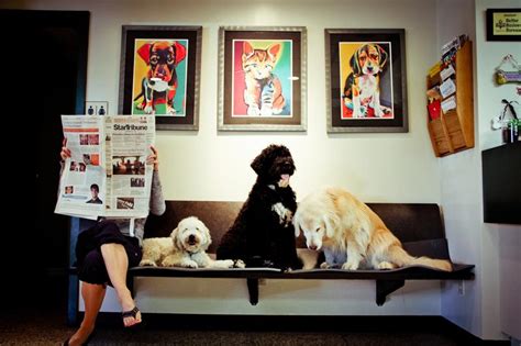 village animal hospital minnetonka|animal hospitals in martinsburg wv.